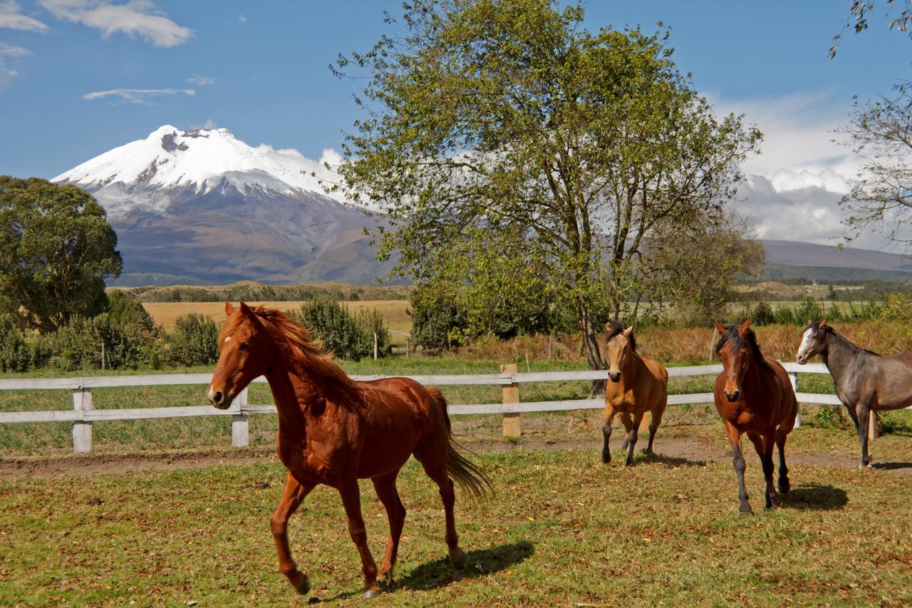 Hacienda San Agustin De Callo Lasso Dış mekan fotoğraf